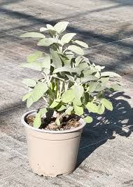 Image result for Salbei