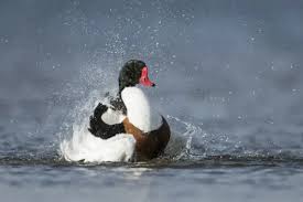 Attēlu rezultāti vaicājumam “Tadorna tadorna male”