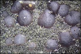 Attēlu rezultāti vaicājumam “Parmeliella triptophylla”