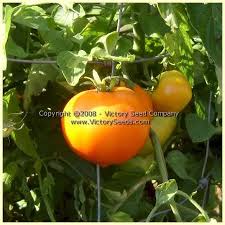 Afbeeldingsresultaat voor oranje van goeienbier tomato