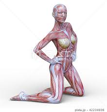 女人体|女性人体模型 イラスト素材 [ 5499101 ] - フォトライブラリー ...