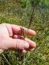 Attēlu rezultāti vaicājumam “Carex lasiocarpa”