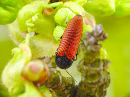 Attēlu rezultāti vaicājumam “Ampedus sanguineus”