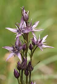 Attēlu rezultāti vaicājumam “Swertia perennis flower”