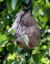 Attēlu rezultāti vaicājumam “Remiz pendulinus nest”