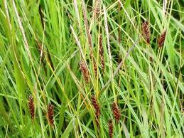 Attēlu rezultāti vaicājumam “Carex lasiocarpa fruit”