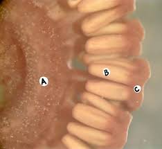 Attēlu rezultāti vaicājumam “Hygrohypnum luridum sporophyte”