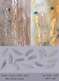 Attēlu rezultāti vaicājumam “Rutstroemia firma”