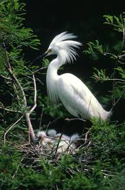 Image result for Egretta thula