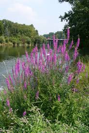 Image result for Blutweiderich