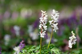 Attēlu rezultāti vaicājumam “Corydalis cava leaf”