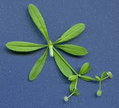 Attēlu rezultāti vaicājumam “Galium aparine leaf”