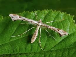 Attēlu rezultāti vaicājumam “Platyptilia tesseradactyla”