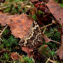 Attēlu rezultāti vaicājumam “Lampropteryx suffumata”