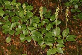 Attēlu rezultāti vaicājumam “Orthilia secunda”