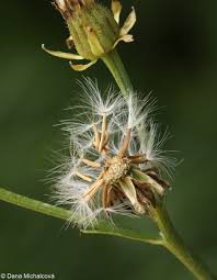 Attēlu rezultāti vaicājumam “Crepis biennis”