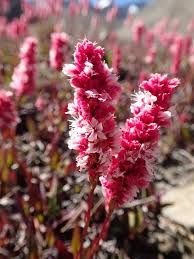 Attēlu rezultāti vaicājumam “Polygonaceae”