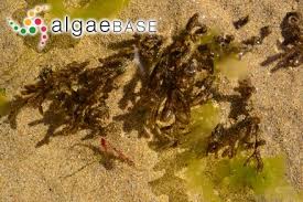 Attēlu rezultāti vaicājumam “Ceramium sp.”