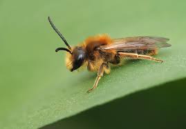 Attēlu rezultāti vaicājumam “Andrena haemorrhoa”