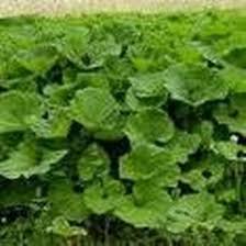 Attēlu rezultāti vaicājumam “Arctium tomentosum”