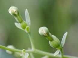 Attēlu rezultāti vaicājumam “Thesium alpinum leaf”