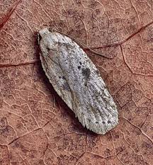 Attēlu rezultāti vaicājumam “Agonopterix aranella”