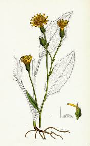 Attēlu rezultāti vaicājumam “Hieracium vulgatum”