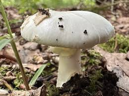 Attēlu rezultāti vaicājumam “Amanita citrina”