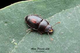 Attēlu rezultāti vaicājumam “Nitidulidae”