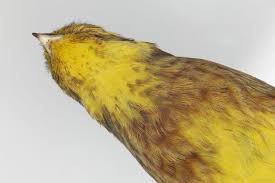 Attēlu rezultāti vaicājumam “Emberiza citrinella”