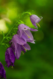 Attēlu rezultāti vaicājumam “Campanula latifolia flower”