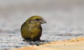 Image result for Loxia curvirostra