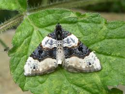 Attēlu rezultāti vaicājumam “Cosmorhoe ocellata”