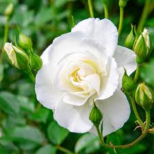 「アイスバーグ」の画像検索結果