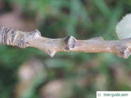 Attēlu rezultāti vaicājumam “Populus x canadensis male flower”