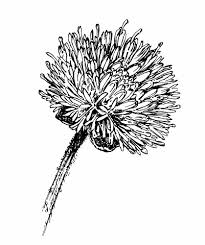 Attēlu rezultāti vaicājumam “Jasione montana leaf”