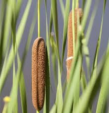 Image result for Rohrkolben