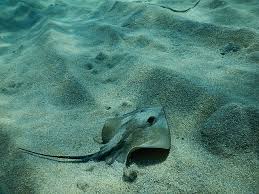 Image result for Dasyatis chrysonota