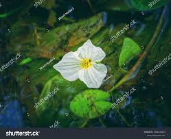 Attēlu rezultāti vaicājumam “Hydrocharitaceae”