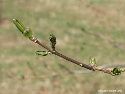 Attēlu rezultāti vaicājumam “Euonymus europaeus bud”