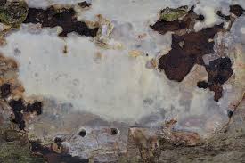 Attēlu rezultāti vaicājumam “Vuilleminia comedens”