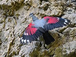 Image result for Tichodroma muraria