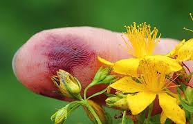 Image result for Hypericum perforatum