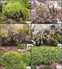 Attēlu rezultāti vaicājumam “Didymodon rigidulus sporophyte”