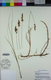 Attēlu rezultāti vaicājumam “Carex arenaria”