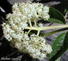 Attēlu rezultāti vaicājumam “Sambucus racemosa flower”