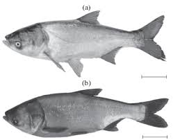 Image result for Hypophthalmichthys molitrix