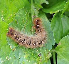 Attēlu rezultāti vaicājumam “Lasiocampa quercus larva”
