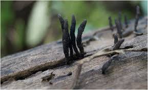 Attēlu rezultāti vaicājumam “Xylaria”