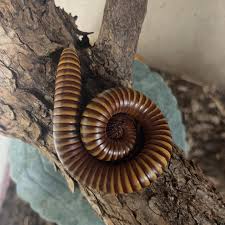 Attēlu rezultāti vaicājumam “Myriapoda”